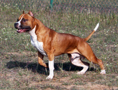 american staffordshire terrier.jpg