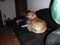 /album/bella/pa306959-jpg/